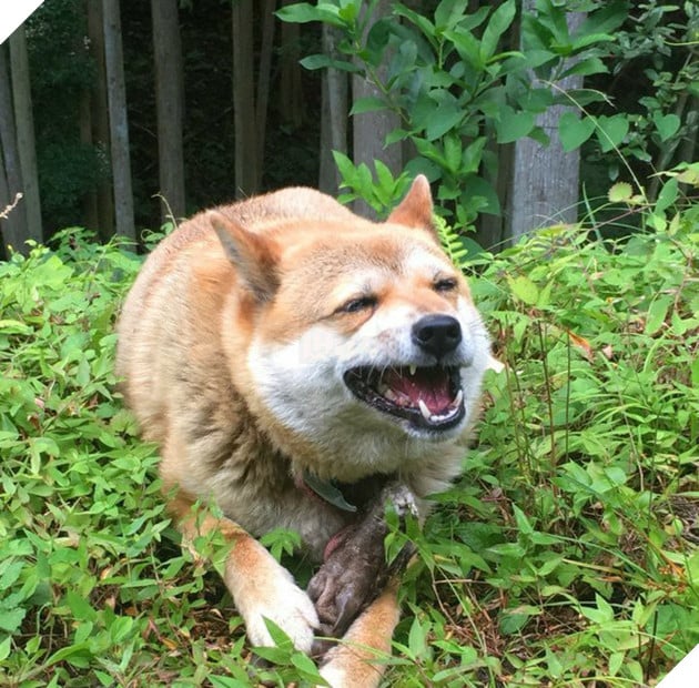 Gặp gỡ boss Shiba b&#225;n hoa nổi tiếng ở Nhật Bản, được phong l&#224; &quot;b&#224; chủ nh&#224;n rỗi&quot; của c&#225;c nh&#226;n vi&#234;n tr&#234;n n&#244;ng trại - Ảnh 6.