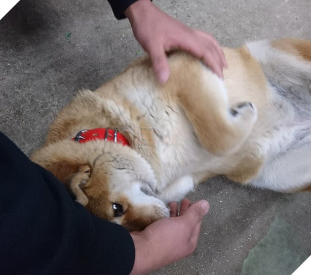 Gặp gỡ boss Shiba b&#225;n hoa nổi tiếng ở Nhật Bản, được phong l&#224; &quot;b&#224; chủ nh&#224;n rỗi&quot; của c&#225;c nh&#226;n vi&#234;n tr&#234;n n&#244;ng trại - Ảnh 4.