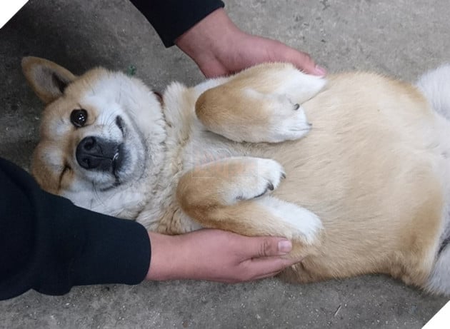 Gặp gỡ boss Shiba b&#225;n hoa nổi tiếng ở Nhật Bản, được phong l&#224; &quot;b&#224; chủ nh&#224;n rỗi&quot; của c&#225;c nh&#226;n vi&#234;n tr&#234;n n&#244;ng trại - Ảnh 4.