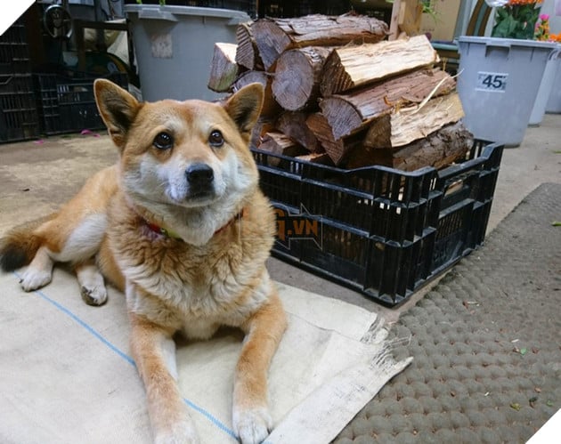 Gặp gỡ boss Shiba b&#225;n hoa nổi tiếng ở Nhật Bản, được phong l&#224; &quot;b&#224; chủ nh&#224;n rỗi&quot; của c&#225;c nh&#226;n vi&#234;n tr&#234;n n&#244;ng trại - Ảnh 7.