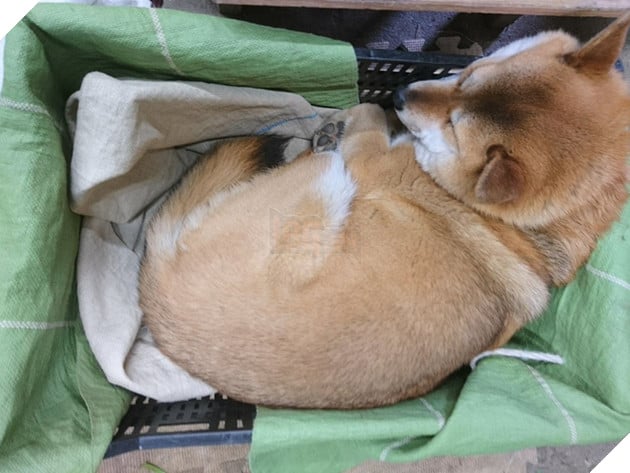 Gặp gỡ boss Shiba b&#225;n hoa nổi tiếng ở Nhật Bản, được phong l&#224; &quot;b&#224; chủ nh&#224;n rỗi&quot; của c&#225;c nh&#226;n vi&#234;n tr&#234;n n&#244;ng trại - Ảnh 8.