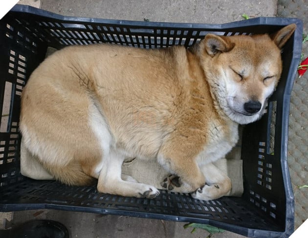 Gặp gỡ boss Shiba b&#225;n hoa nổi tiếng ở Nhật Bản, được phong l&#224; &quot;b&#224; chủ nh&#224;n rỗi&quot; của c&#225;c nh&#226;n vi&#234;n tr&#234;n n&#244;ng trại - Ảnh 8.