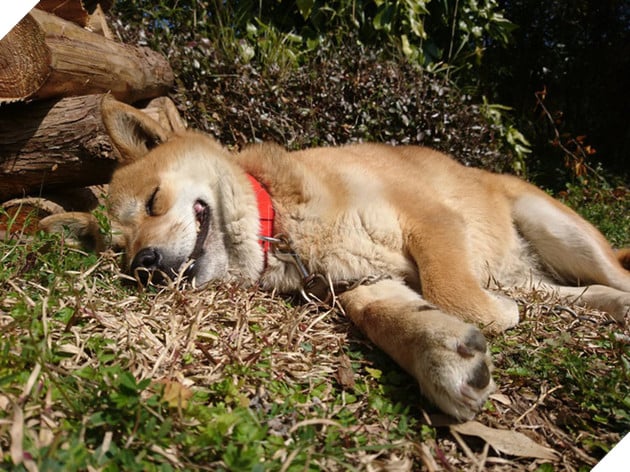 Gặp gỡ boss Shiba b&#225;n hoa nổi tiếng ở Nhật Bản, được phong l&#224; &quot;b&#224; chủ nh&#224;n rỗi&quot; của c&#225;c nh&#226;n vi&#234;n tr&#234;n n&#244;ng trại - Ảnh 8.