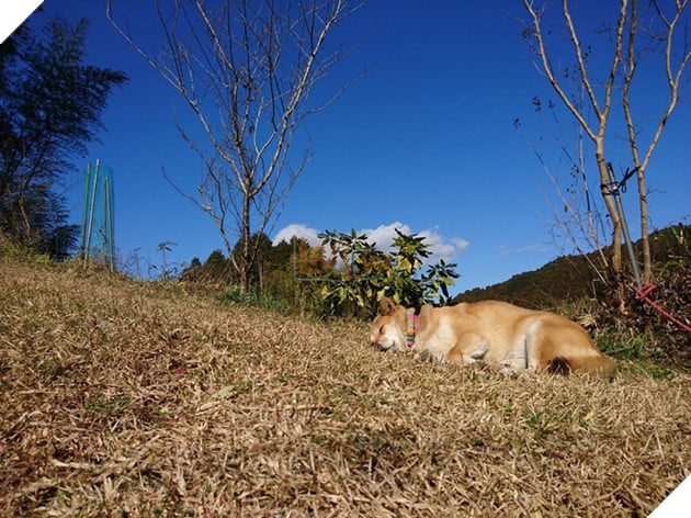 Gặp gỡ boss Shiba b&#225;n hoa nổi tiếng ở Nhật Bản, được phong l&#224; &quot;b&#224; chủ nh&#224;n rỗi&quot; của c&#225;c nh&#226;n vi&#234;n tr&#234;n n&#244;ng trại - Ảnh 8.