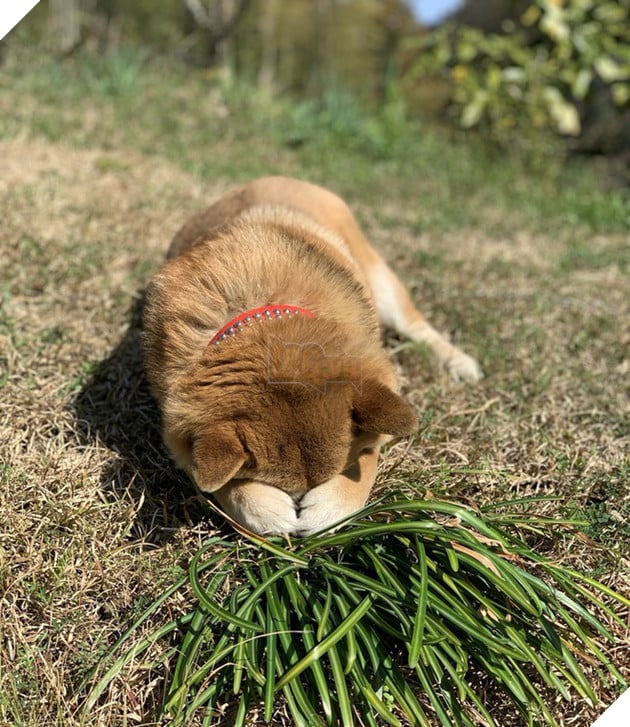 Gặp gỡ boss Shiba b&#225;n hoa nổi tiếng ở Nhật Bản, được phong l&#224; &quot;b&#224; chủ nh&#224;n rỗi&quot; của c&#225;c nh&#226;n vi&#234;n tr&#234;n n&#244;ng trại - Ảnh 6.