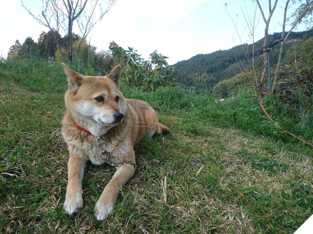 Gặp gỡ boss Shiba b&#225;n hoa nổi tiếng ở Nhật Bản, được phong l&#224; &quot;b&#224; chủ nh&#224;n rỗi&quot; của c&#225;c nh&#226;n vi&#234;n tr&#234;n n&#244;ng trại - Ảnh 6.