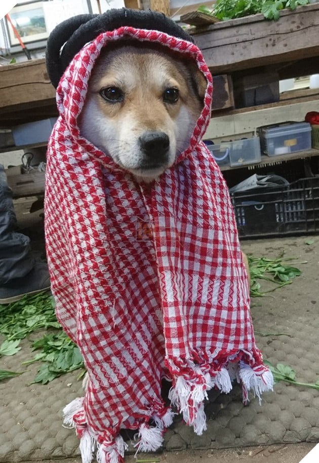 Gặp gỡ boss Shiba b&#225;n hoa nổi tiếng ở Nhật Bản, được phong l&#224; &quot;b&#224; chủ nh&#224;n rỗi&quot; của c&#225;c nh&#226;n vi&#234;n tr&#234;n n&#244;ng trại - Ảnh 5.