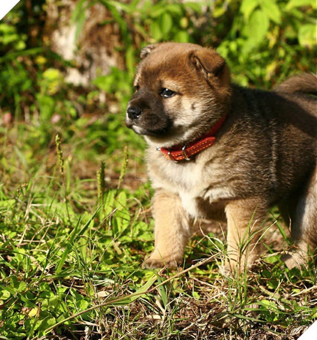 Gặp gỡ boss Shiba b&#225;n hoa nổi tiếng ở Nhật Bản, được phong l&#224; &quot;b&#224; chủ nh&#224;n rỗi&quot; của c&#225;c nh&#226;n vi&#234;n tr&#234;n n&#244;ng trại - Ảnh 5.