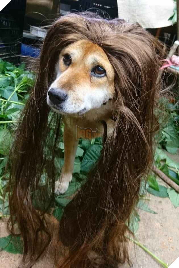 Gặp gỡ boss Shiba b&#225;n hoa nổi tiếng ở Nhật Bản, được phong l&#224; &quot;b&#224; chủ nh&#224;n rỗi&quot; của c&#225;c nh&#226;n vi&#234;n tr&#234;n n&#244;ng trại - Ảnh 5.