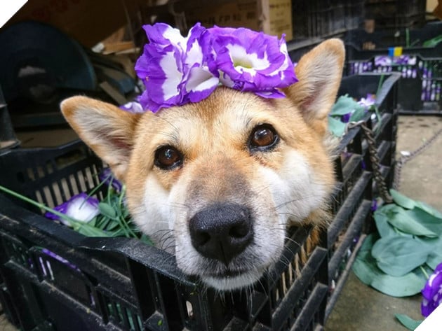 Gặp gỡ boss Shiba b&#225;n hoa nổi tiếng ở Nhật Bản, được phong l&#224; &quot;b&#224; chủ nh&#224;n rỗi&quot; của c&#225;c nh&#226;n vi&#234;n tr&#234;n n&#244;ng trại - Ảnh 3.