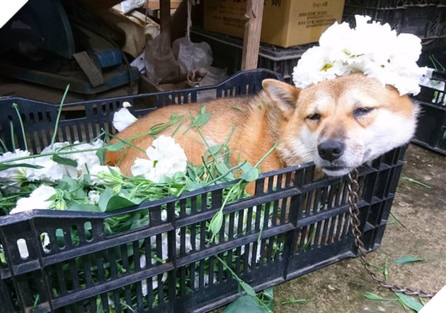 Gặp gỡ boss Shiba b&#225;n hoa nổi tiếng ở Nhật Bản, được phong l&#224; &quot;b&#224; chủ nh&#224;n rỗi&quot; của c&#225;c nh&#226;n vi&#234;n tr&#234;n n&#244;ng trại - Ảnh 3.