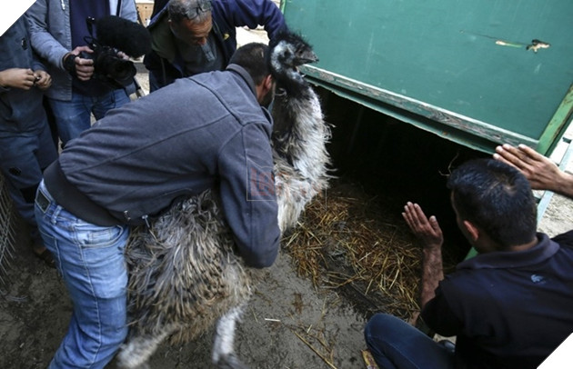 Sở thú cắt cụt móng sư tử để kiếm tiền, nhiều con vật chết vì bị bỏ đói và rét