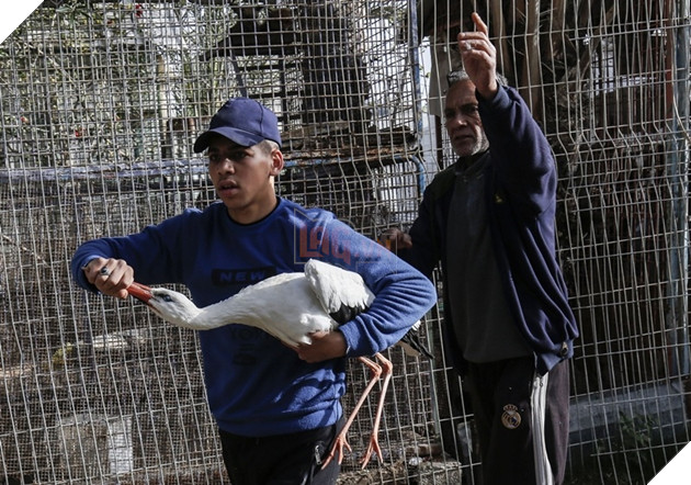 Sở thú cắt cụt móng sư tử để kiếm tiền, nhiều con vật chết vì bị bỏ đói và rét