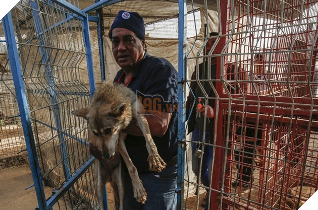 Sở thú cắt cụt móng sư tử để kiếm tiền, nhiều con vật chết vì bị bỏ đói và rét