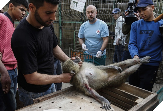  
Hàng loạt con vật được giải cứu khỏi sở thú trong tình trạng rất tồi tệ: ốm đói, kiệt sức, chịu nhiều thương tích.