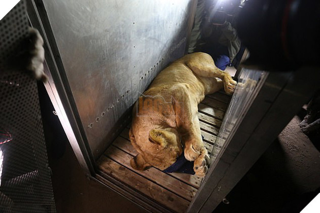 Sở thú cắt cụt móng sư tử để kiếm tiền, nhiều con vật chết vì bị bỏ đói và rét