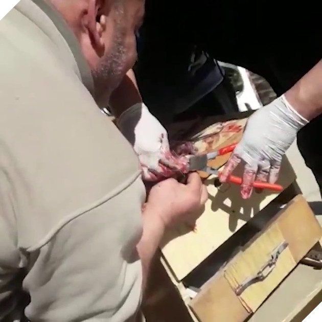  
Những hình ảnh gây sốc về việc một con sư tử cái bị cắt cụt móng vuốt để chơi với khách.