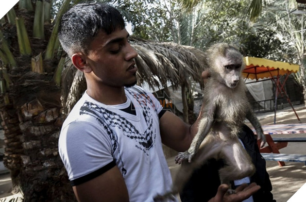 Sở thú cắt cụt móng sư tử để kiếm tiền, nhiều con vật chết vì bị bỏ đói và rét