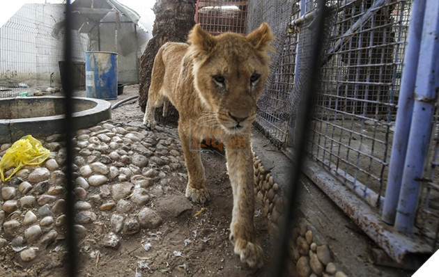  
Hình ảnh gầy gò ốm đói của những con vật tại sở thú.