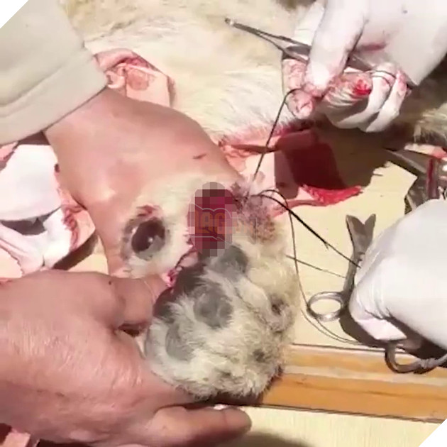  
Hành động này gây đau đớn và thương tích chẳng khác chúng ta tự cắt cụt ngón tay của mình.