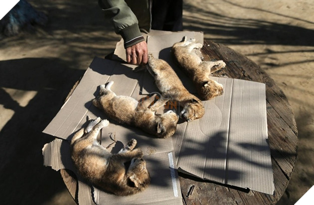  
4 chú sư tử con chết chỉ vài giờ sau khi chào đời vì rét.