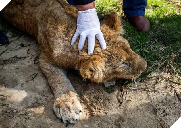  Con sư tử bị đè xuống rất một cách tàn bạo trước khi bị bắt đem đi cắt móng.