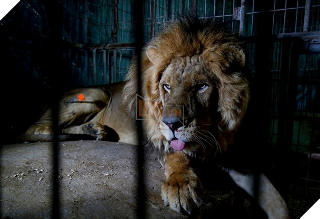  
Chú sư tử này bị chảy máu mũi lúc người ta tìm thấy nó.