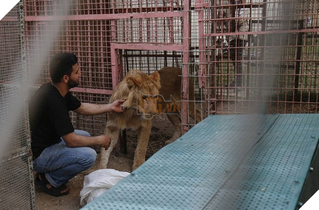 Sở thú cắt cụt móng sư tử để kiếm tiền, nhiều con vật chết vì bị bỏ đói và rét