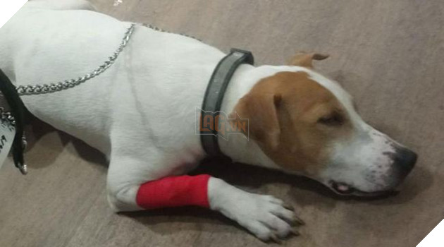 Boss nhập viện vì lỡ nuốt nhầm băng game Nintendo DS làm các Sen lo sốt vó