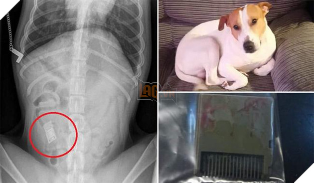 Boss nhập viện vì lỡ nuốt nhầm băng game Nintendo DS làm các Sen lo sốt vó 2