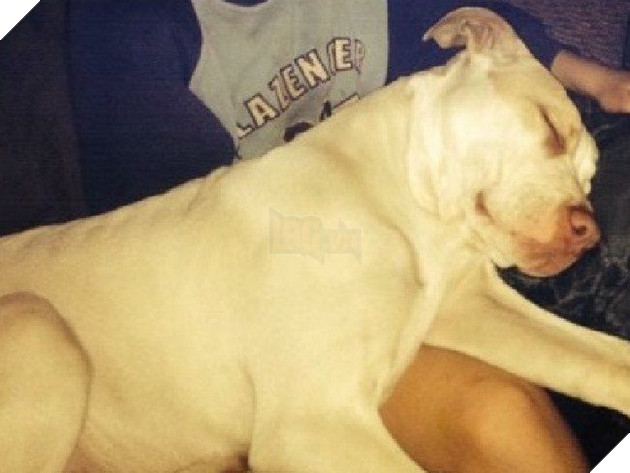 Cậu bé bị mẹ ruột dìm xuống sông chú chó dũng cảm lao xuống giải cứu 2