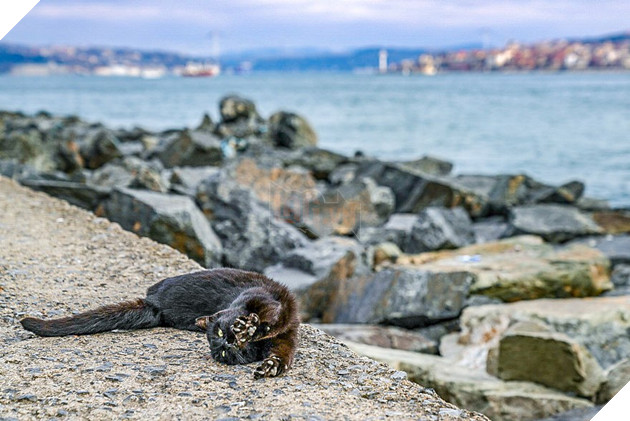 Hình ảnh đôi mèo âu yếm đầy tình cảm trên bến cảng khiến hội FA suy sụp: Đến lũ mèo cũng còn có nhau - Ảnh 3.