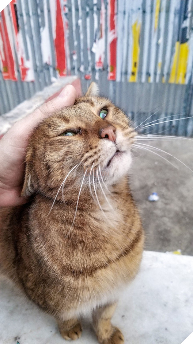 H&#236;nh ảnh đ&#244;i m&#232;o &#226;u yếm đầy t&#236;nh cảm tr&#234;n bến cảng khiến hội FA suy sụp: &#39;Đến lũ m&#232;o cũng c&#242;n c&#243; nhau&#39; - Ảnh 5.