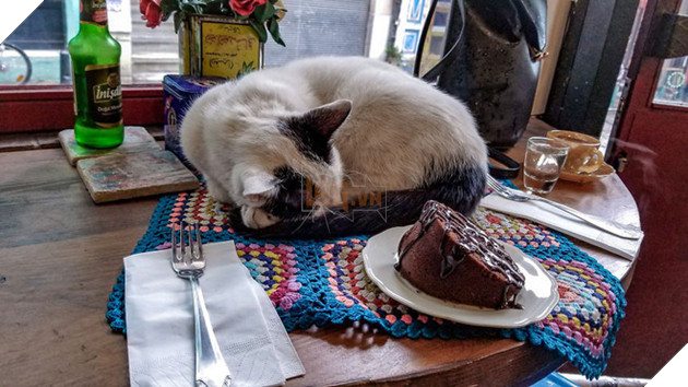 H&#236;nh ảnh đ&#244;i m&#232;o &#226;u yếm đầy t&#236;nh cảm tr&#234;n bến cảng khiến hội FA suy sụp: &#39;Đến lũ m&#232;o cũng c&#242;n c&#243; nhau&#39; - Ảnh 4.