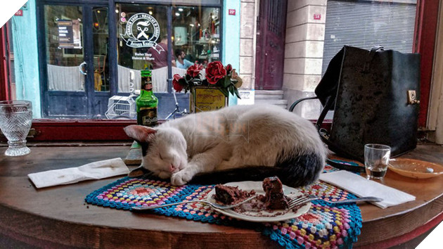 H&#236;nh ảnh đ&#244;i m&#232;o &#226;u yếm đầy t&#236;nh cảm tr&#234;n bến cảng khiến hội FA suy sụp: &#39;Đến lũ m&#232;o cũng c&#242;n c&#243; nhau&#39; - Ảnh 4.