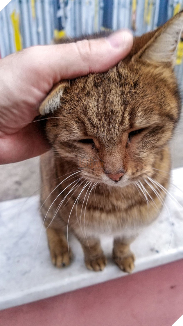 H&#236;nh ảnh đ&#244;i m&#232;o &#226;u yếm đầy t&#236;nh cảm tr&#234;n bến cảng khiến hội FA suy sụp: &#39;Đến lũ m&#232;o cũng c&#242;n c&#243; nhau&#39; - Ảnh 5.