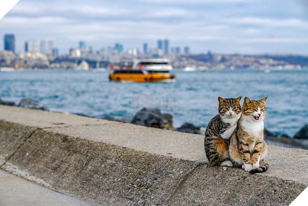 H&#236;nh ảnh đ&#244;i m&#232;o &#226;u yếm đầy t&#236;nh cảm tr&#234;n bến cảng khiến hội FA suy sụp: &#39;Đến lũ m&#232;o cũng c&#242;n c&#243; nhau&#39; - Ảnh 2.