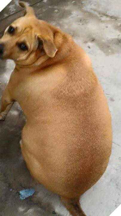 11896252_1164787113536224_2307792387211940973_n-c0a4c