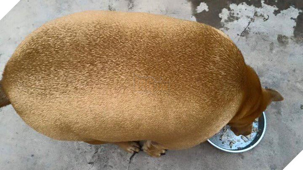 11898748_1164787093536226_2120245314767860974_n-200e9