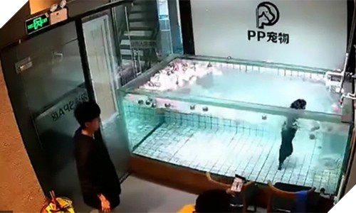 Trung Quốc: Chủ thả chó cưng vào bể nước đến chết đuối để quay phim gây phẫn nộ - Ảnh 1.