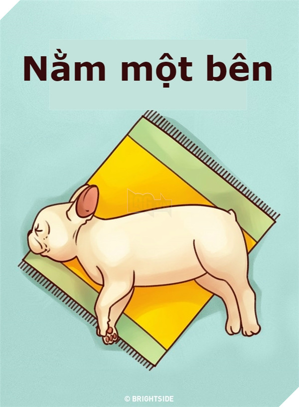 Giải mã tất tần tật tính cách của cún qua tư thế ngủ siêu chuẩn