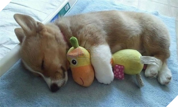 Giải mã tất tần tật tính cách của cún qua tư thế ngủ siêu chuẩn 2