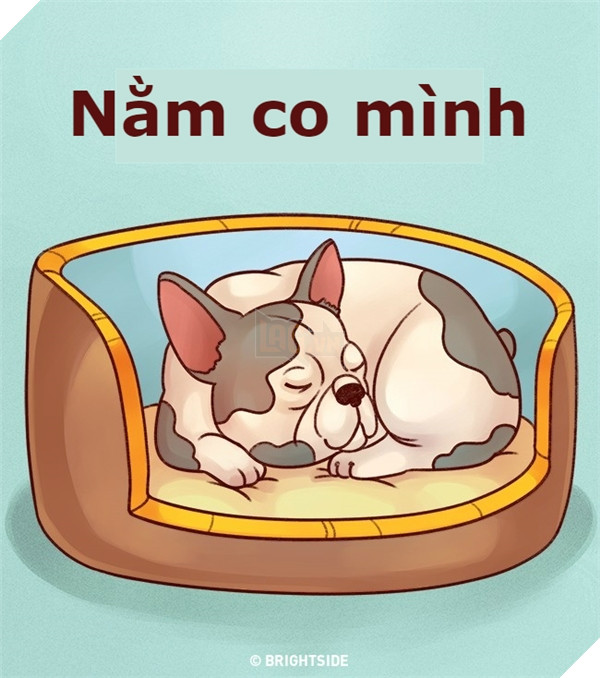 Giải mã tất tần tật tính cách của cún qua tư thế ngủ siêu chuẩn 3