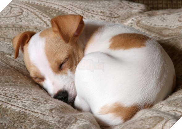 Giải mã tất tần tật tính cách của cún qua tư thế ngủ siêu chuẩn 4