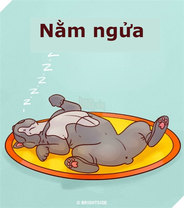 Giải mã tất tần tật tính cách của cún qua tư thế ngủ siêu chuẩn 7