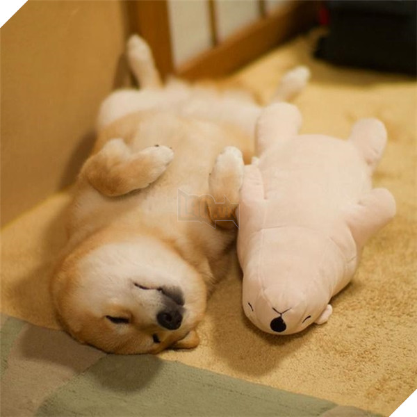 Giải mã tất tần tật tính cách của cún qua tư thế ngủ siêu chuẩn 8