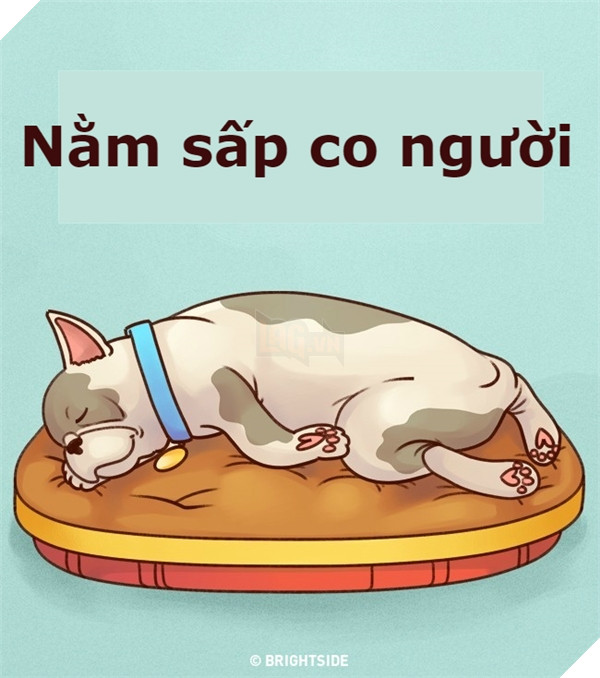 Giải mã tất tần tật tính cách của cún qua tư thế ngủ siêu chuẩn 9