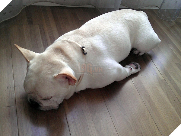 Giải mã tất tần tật tính cách của cún qua tư thế ngủ siêu chuẩn 10