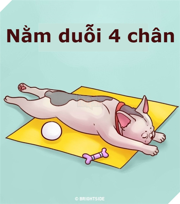 Giải mã tất tần tật tính cách của cún qua tư thế ngủ siêu chuẩn 5