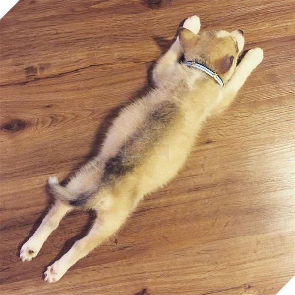 Giải mã tất tần tật tính cách của cún qua tư thế ngủ siêu chuẩn 6